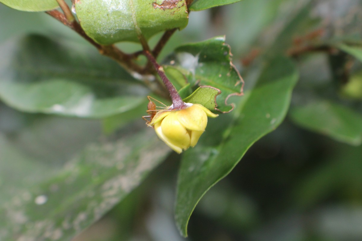 Polyalthia suberosa (Roxb.) Thwaites